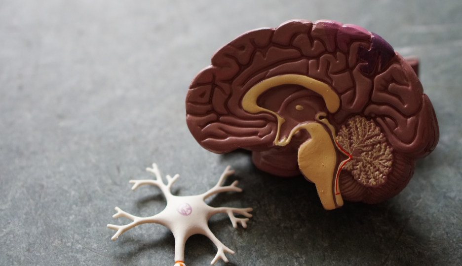 A imagem mostra um molde da metade de um cérebro e neurônio para representar o post de neuropsicologia